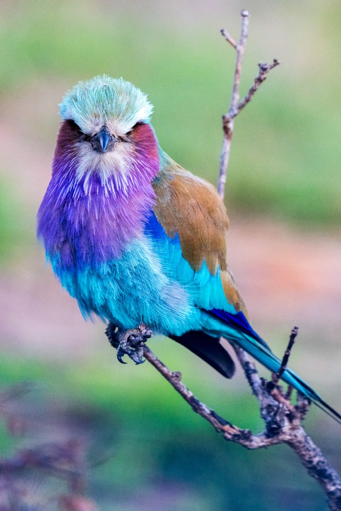 Lilac-breasted roller