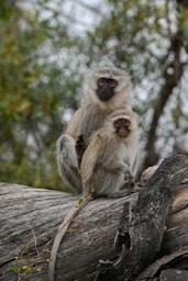 vervet monkeys are commonly sighted at Albizia tented camp in Hluhluwe
