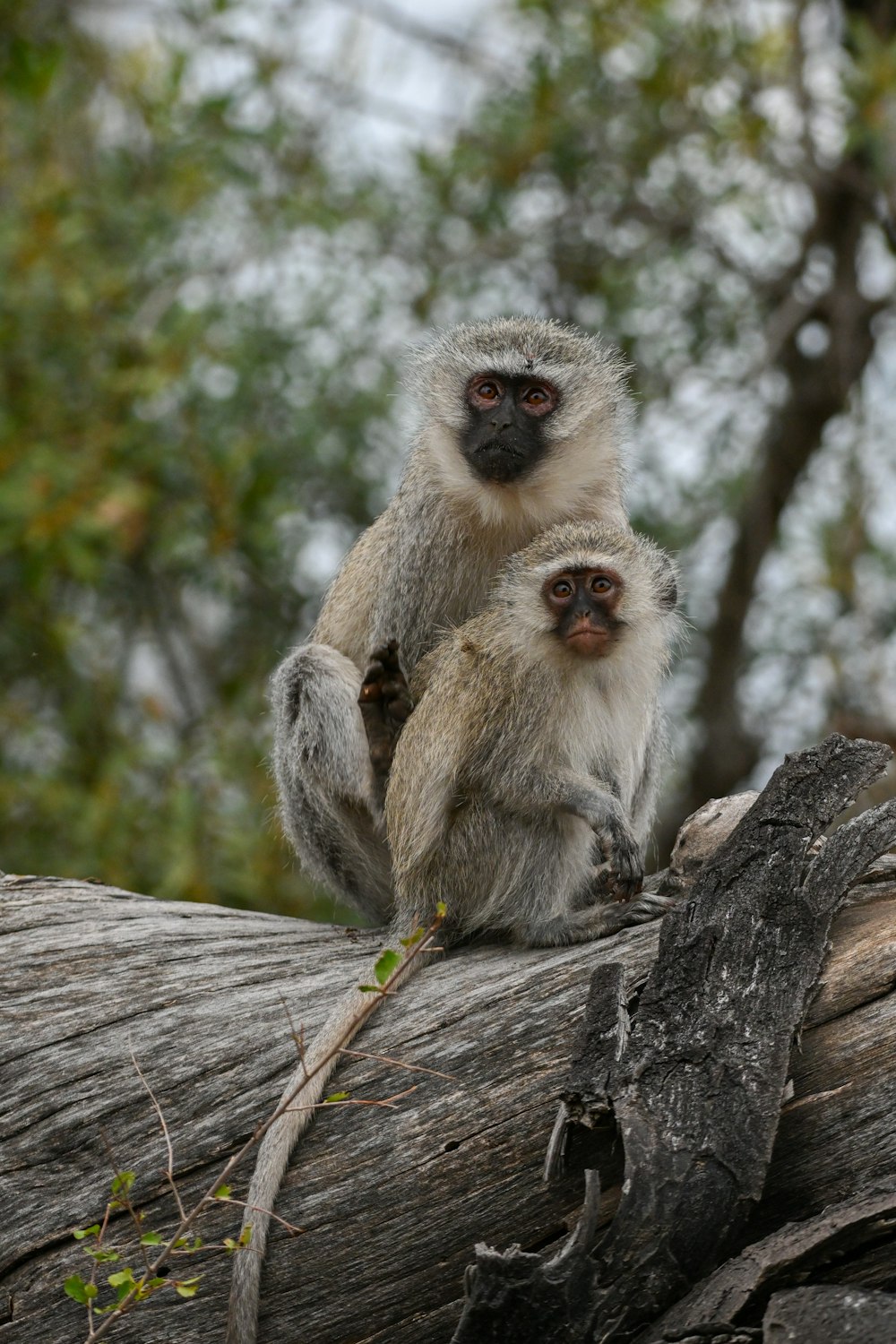 a couple of monkeys sitting on top of a tree branch