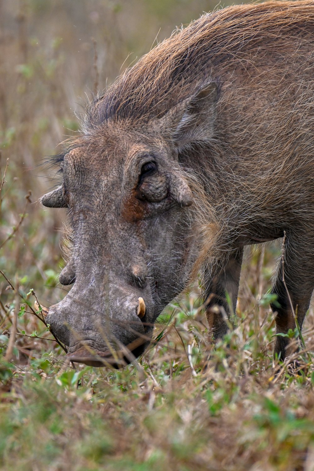a warthog looking for food in the grass