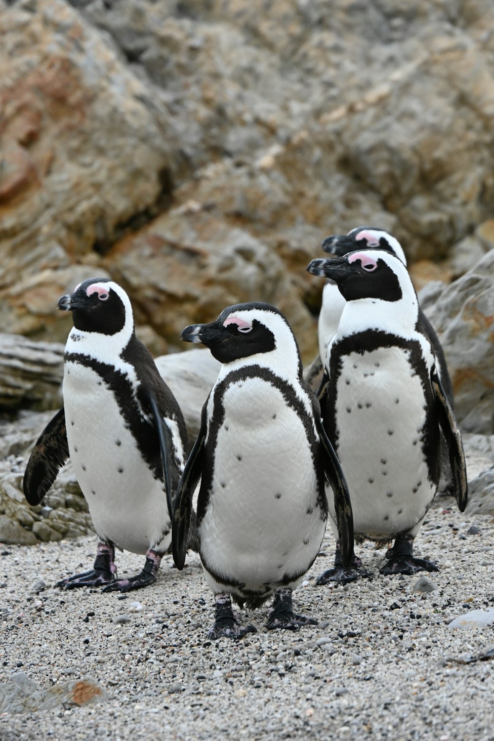 a group of penguins standing next to each other