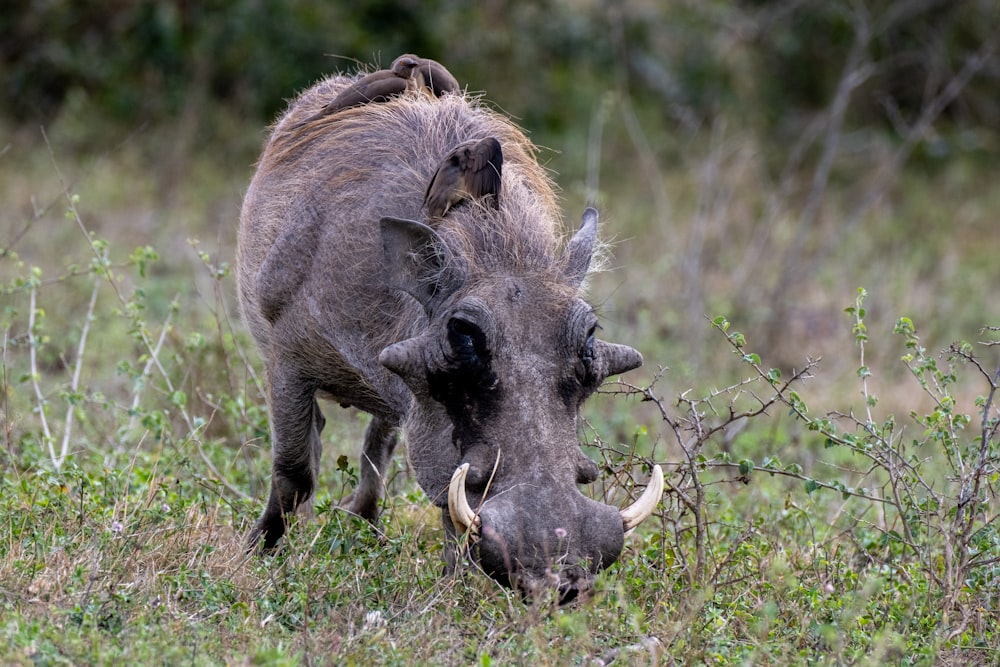 a warthog eating grass in a field