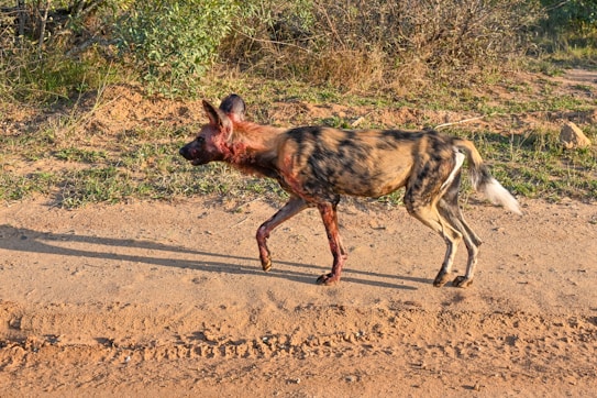 A wild dog is walking along a dirt path in a natural setting with green vegetation in the background. The dog has a multicolored coat and appears injured with visible blood stains on its body and head.