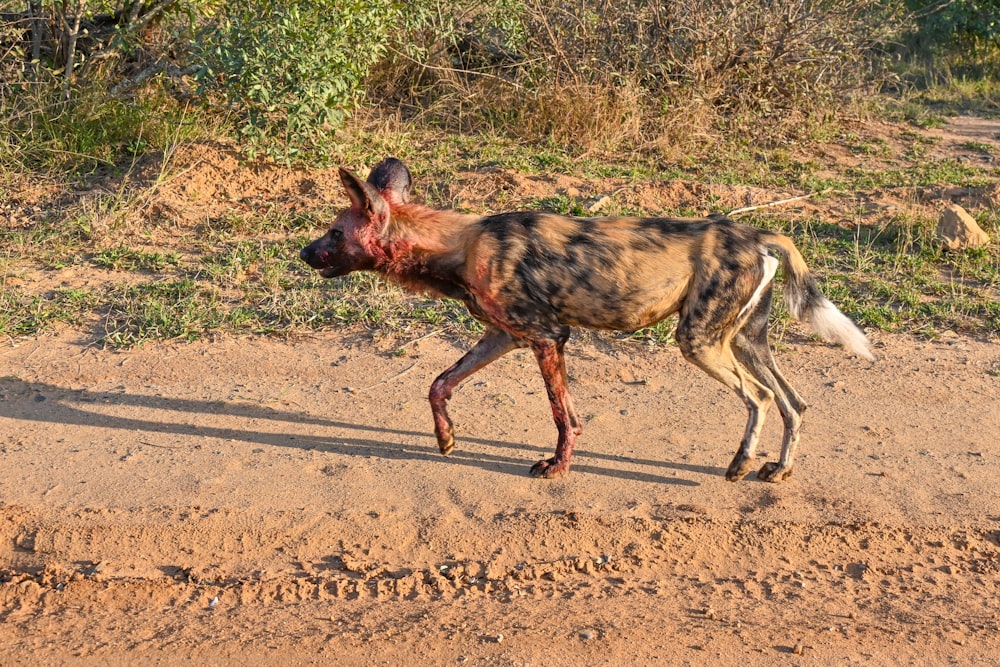 a wild dog walking across a dirt field