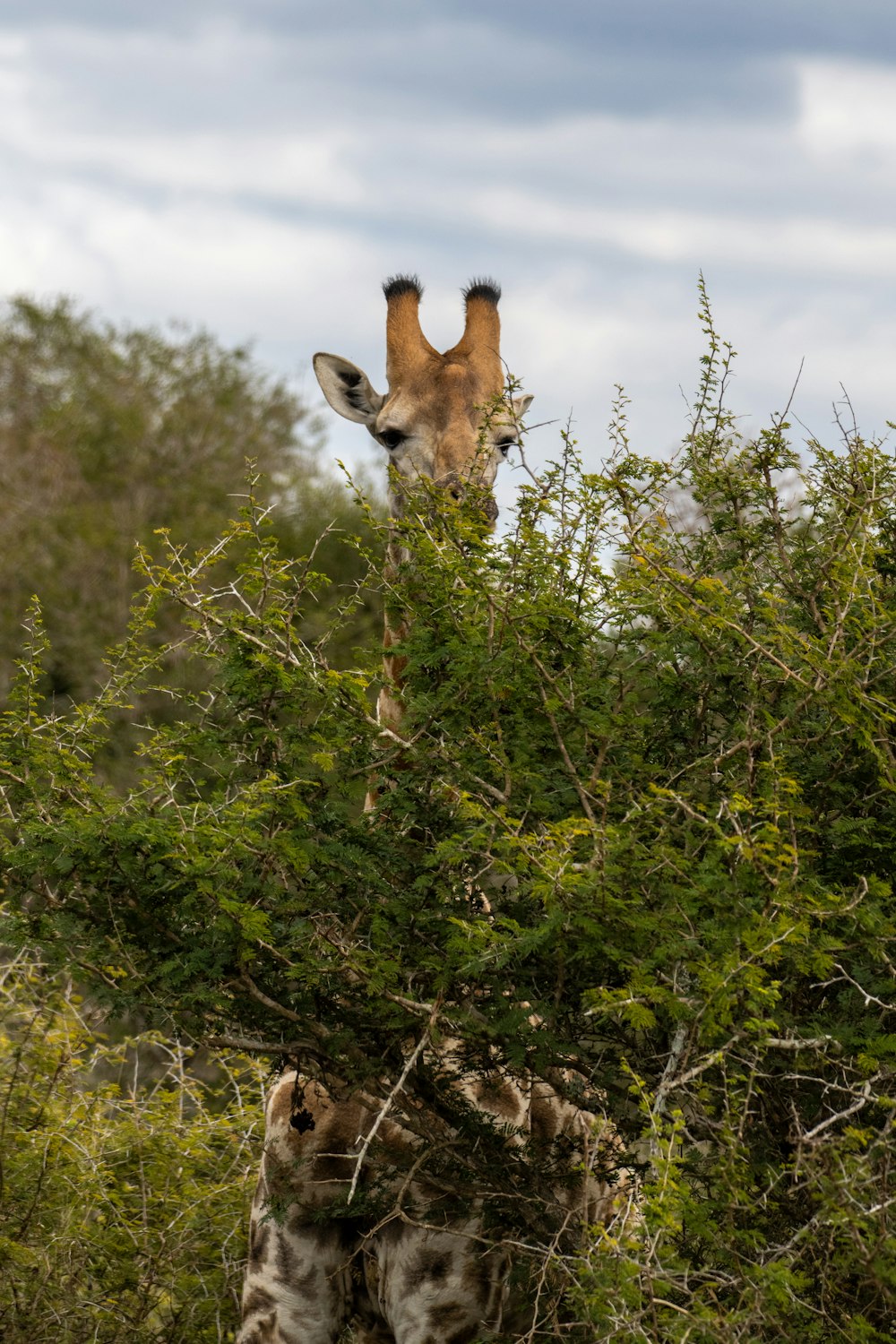 a giraffe eating leaves off of a tree
