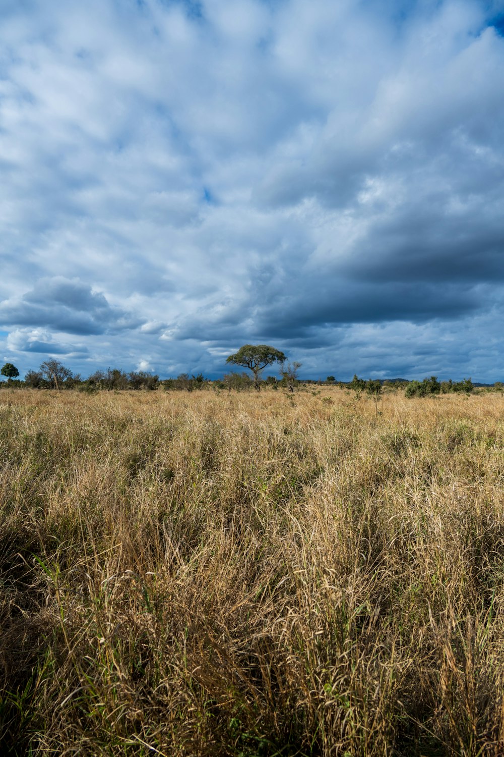 a field of grass under a cloudy blue sky