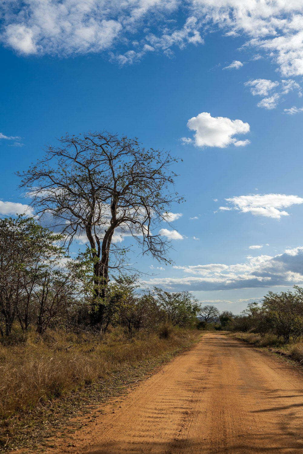 a dirt road with a tree in the middle of it