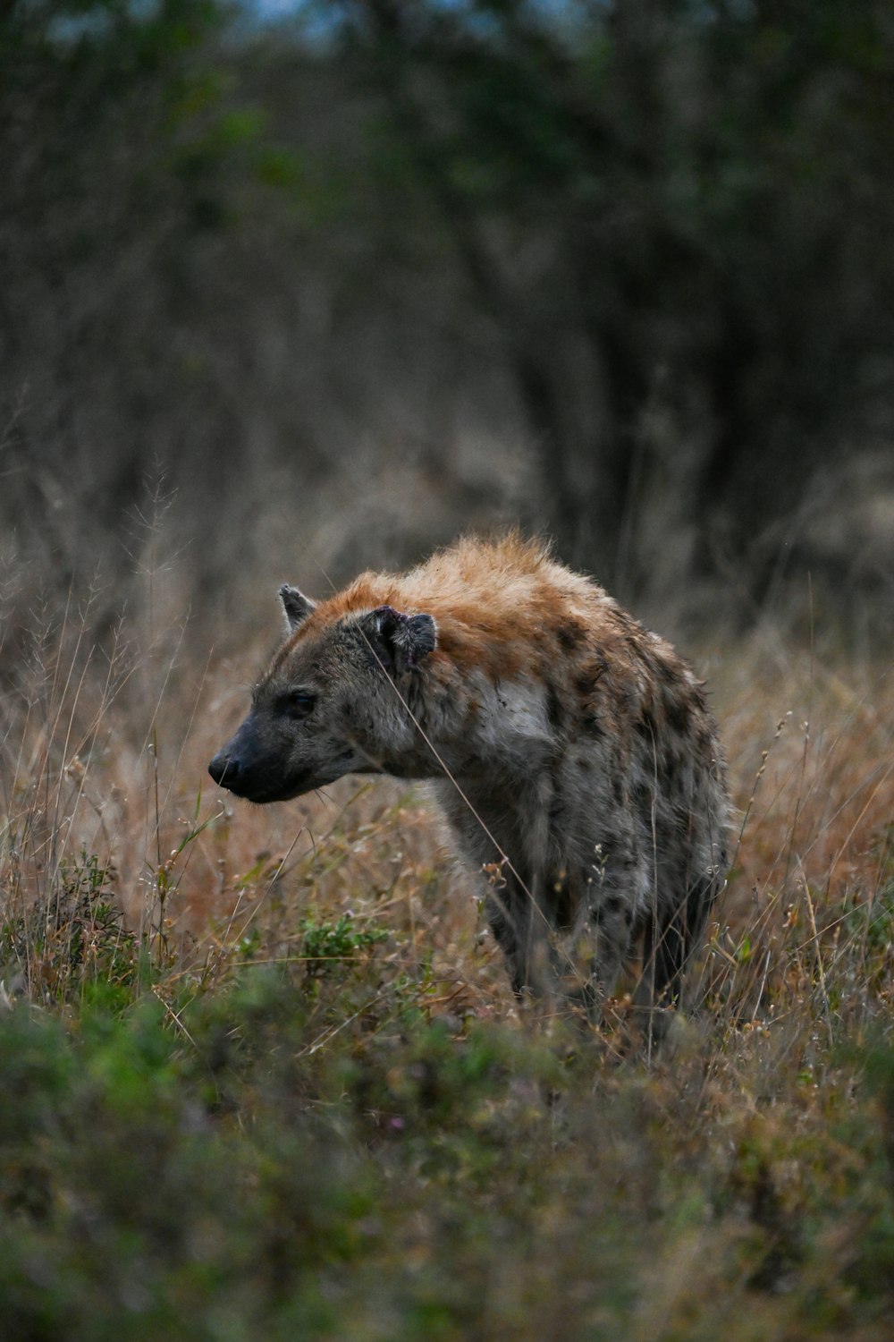 a spotted hyena in a field of tall grass