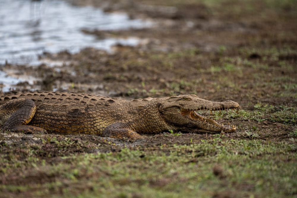 a large alligator laying on top of a grass covered field