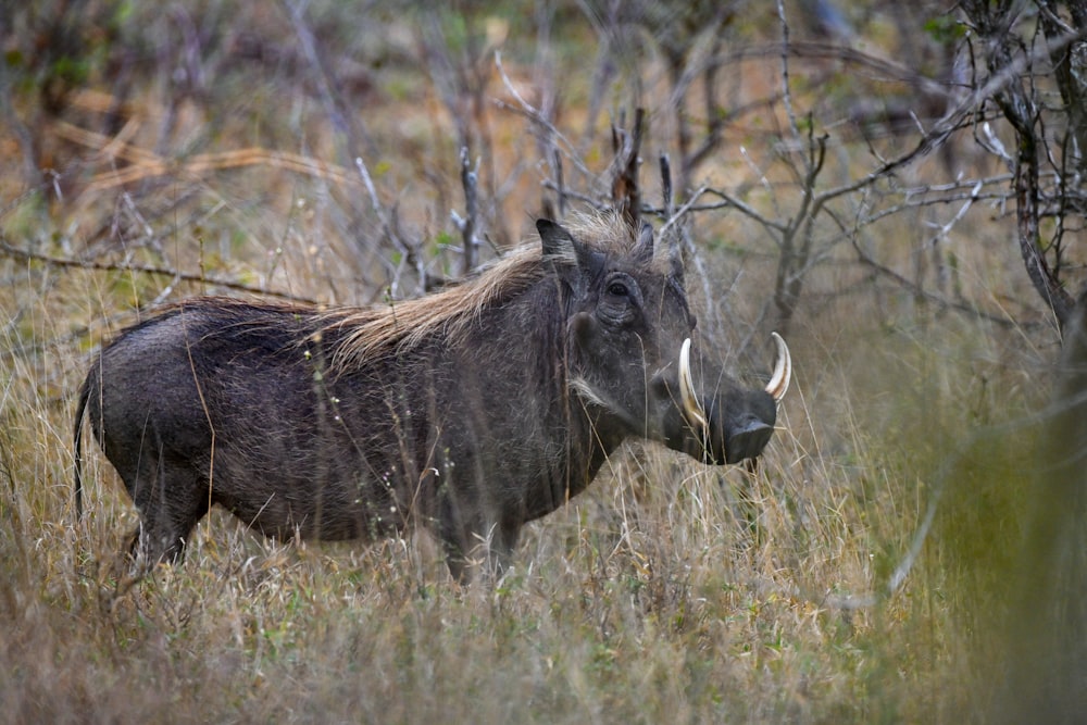 a yak standing in a field of tall grass