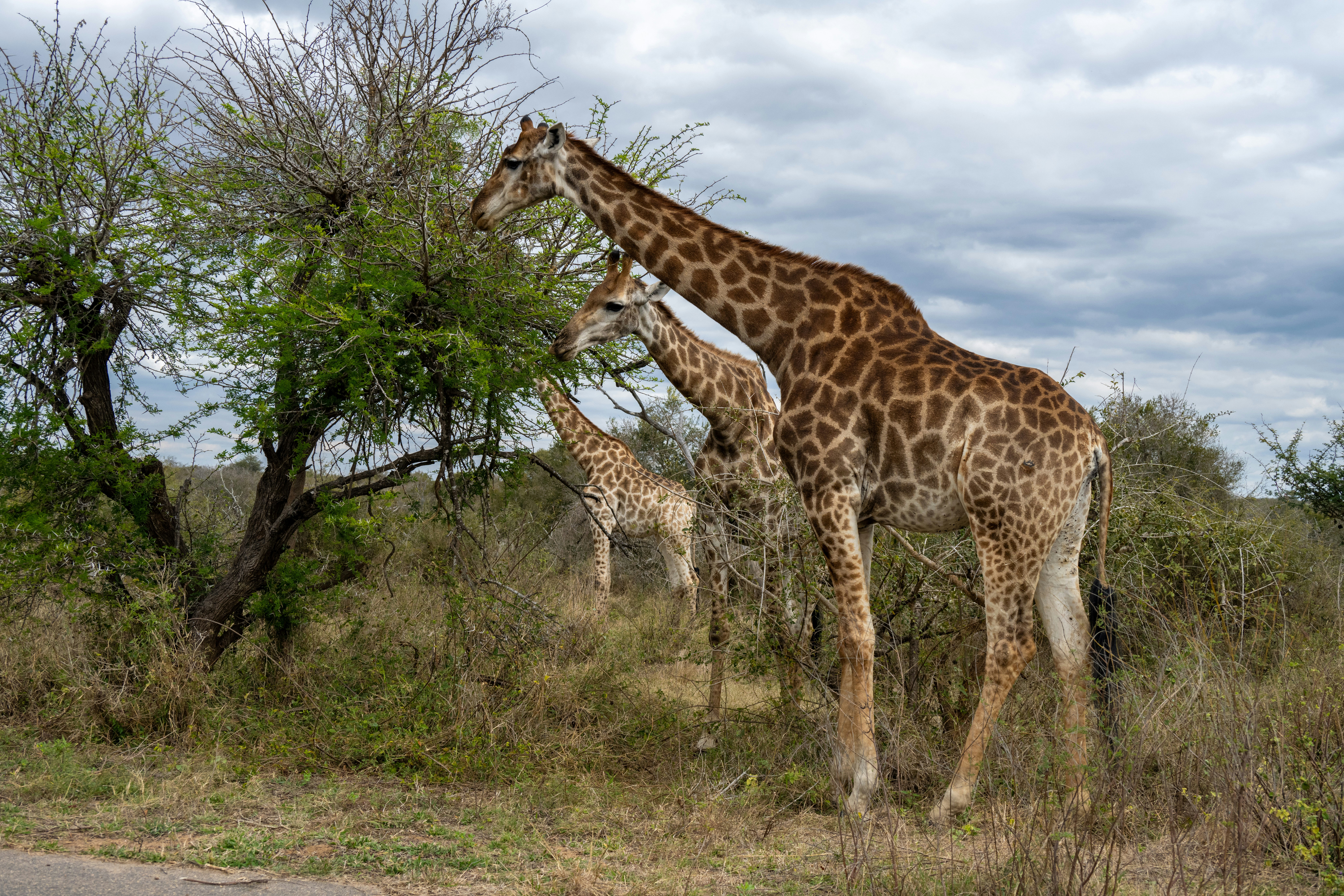 Un couple de girafes debout à côté d’un arbre photo Photo Parc