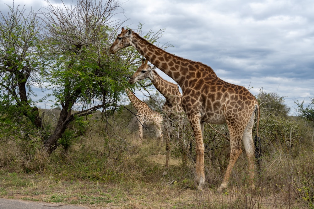 um casal de girafas ao lado de uma árvore