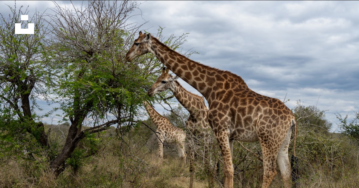 Un couple de girafes debout à côté d’un arbre photo Photo Parc