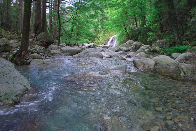 a stream running through a lush green forest