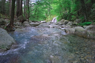 a stream running through a lush green forest