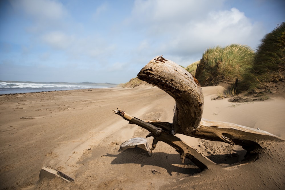 a fallen tree on a sandy beach near the ocean