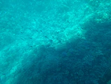 A vibrant underwater shot showing a school of fish swimming near coral reefs.