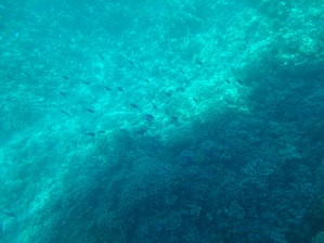 Vibrant underwater scene featuring a school of colorful fish swimming among coral reefs.