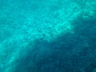 Underwater shot of a school of colorful fish weaving through coral formations.
