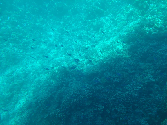A vibrant underwater shot showing a school of fish swimming near coral reefs.