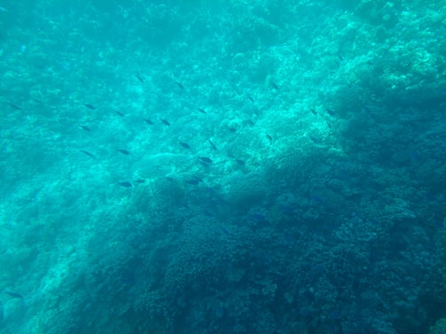 A vibrant underwater shot capturing a school of colorful fish weaving through coral formations in Isla Isabel.