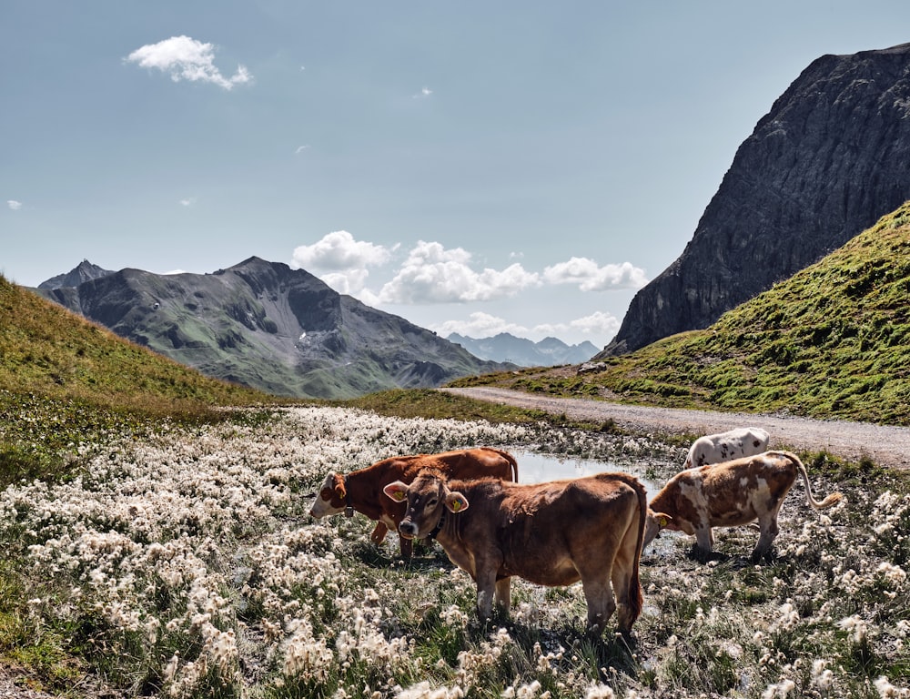 a herd of cattle standing on top of a grass covered field