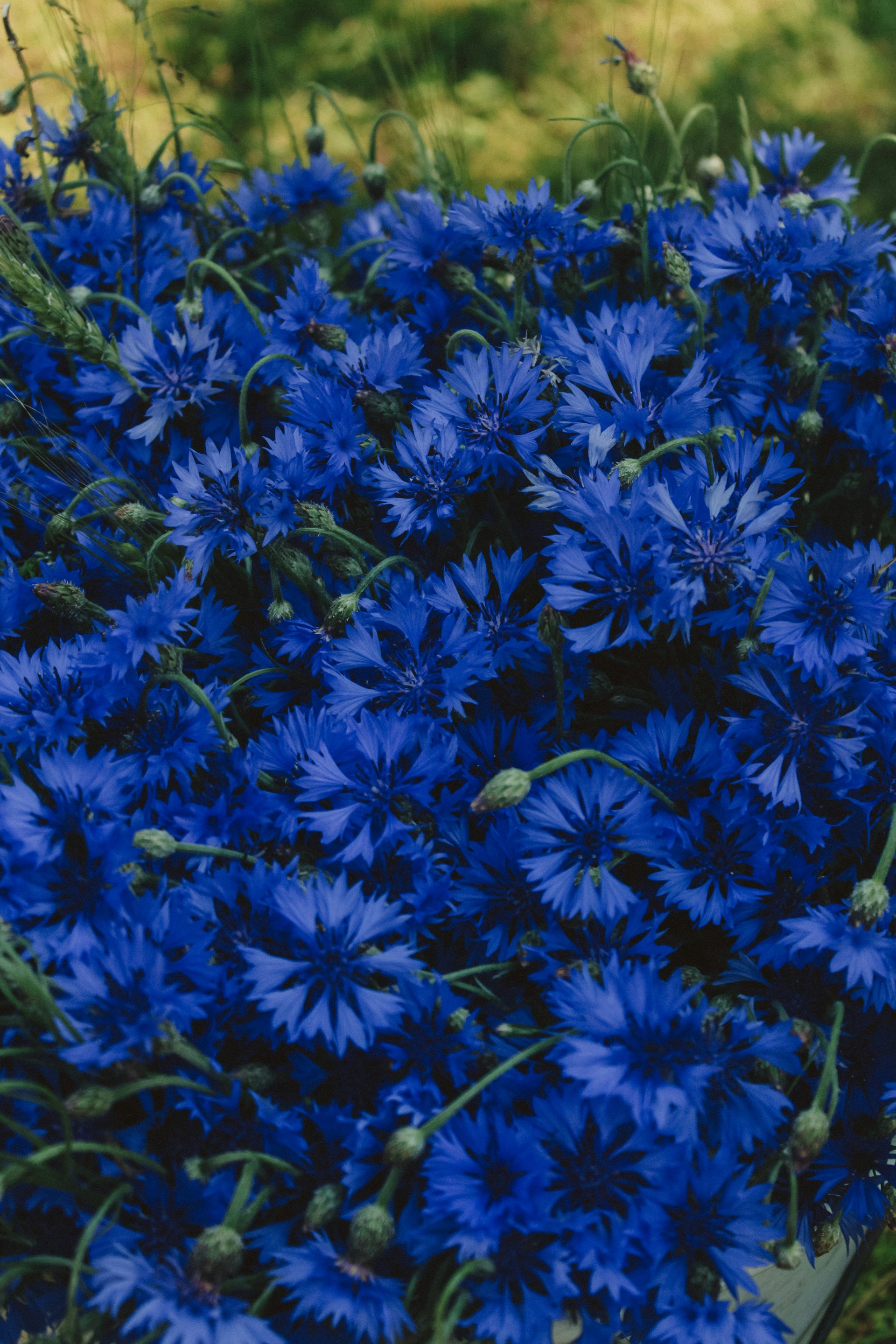 a bunch of blue flowers that are in the grass