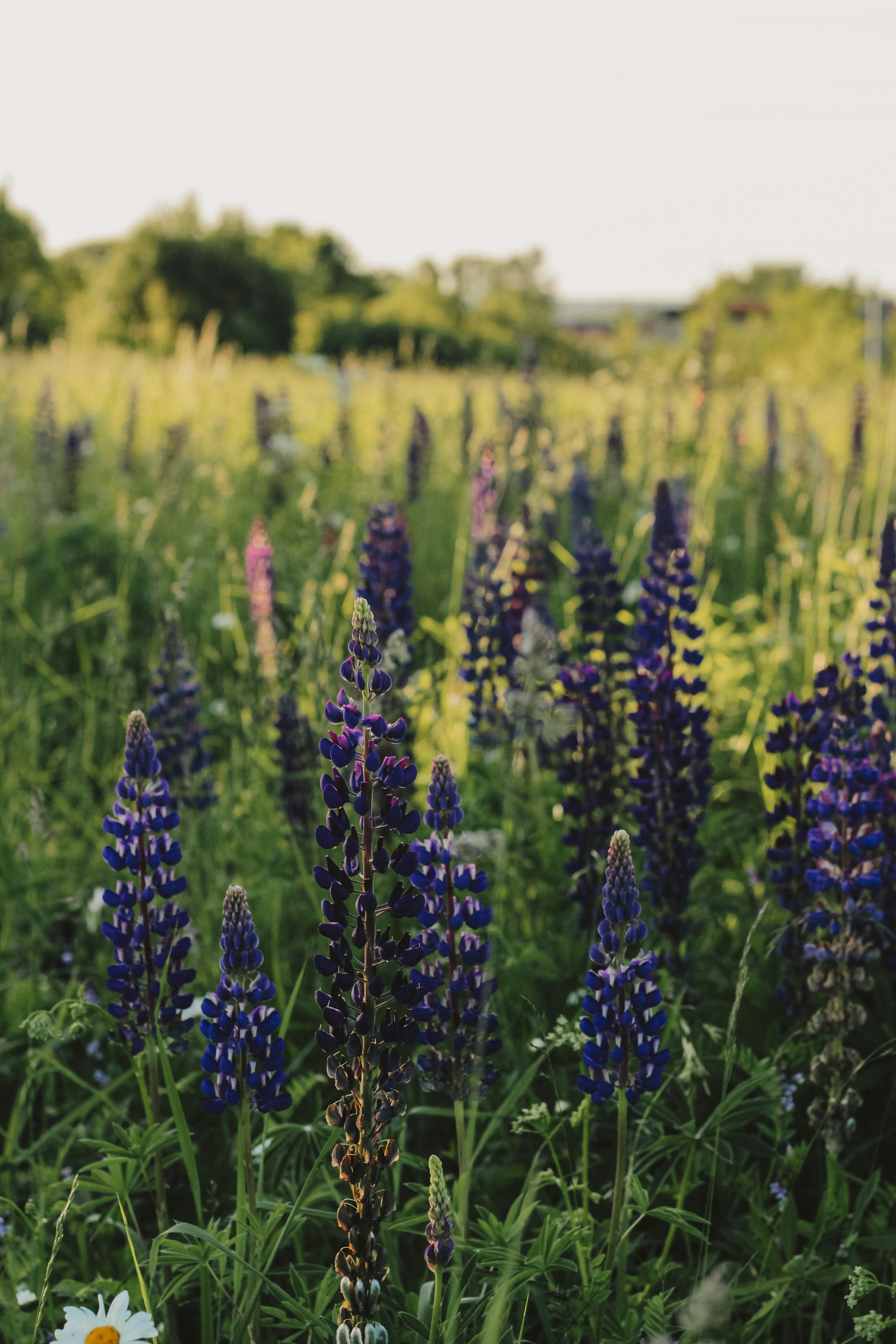 Field Full of Purple and White Flowers