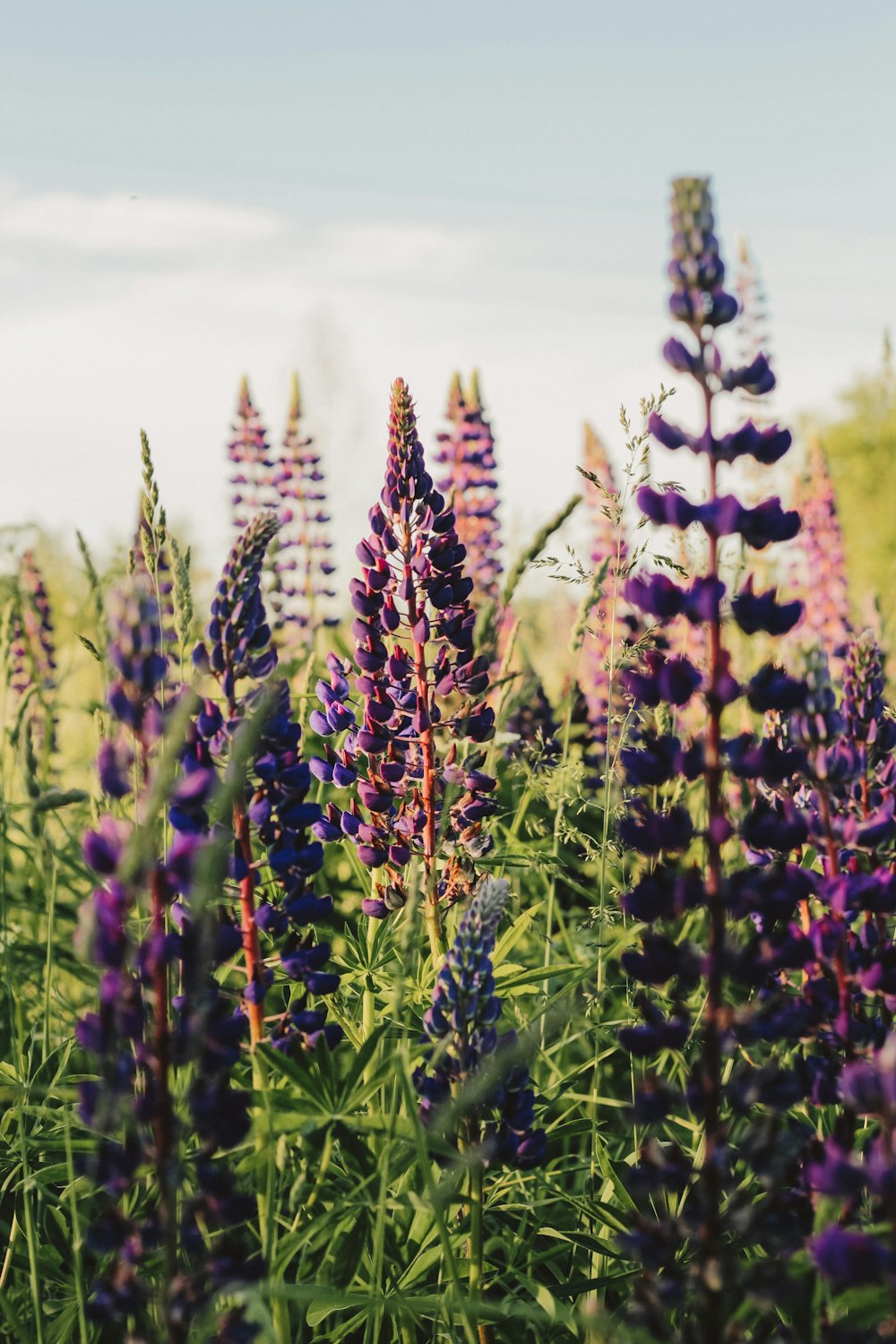 a field full of purple flowers under a blue sky