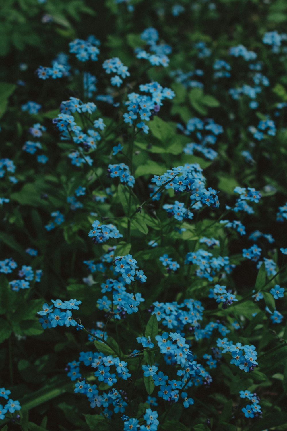 a bunch of blue flowers that are in the grass