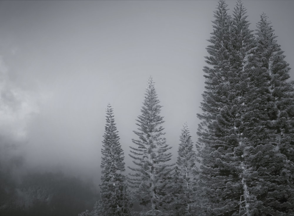 안개 속의 나무들의 흑백 사진
