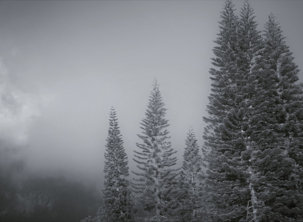 a black and white photo of trees in the fog