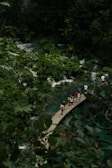 Close-up of hikers crossing a wooden bridge surrounded by lush greenery