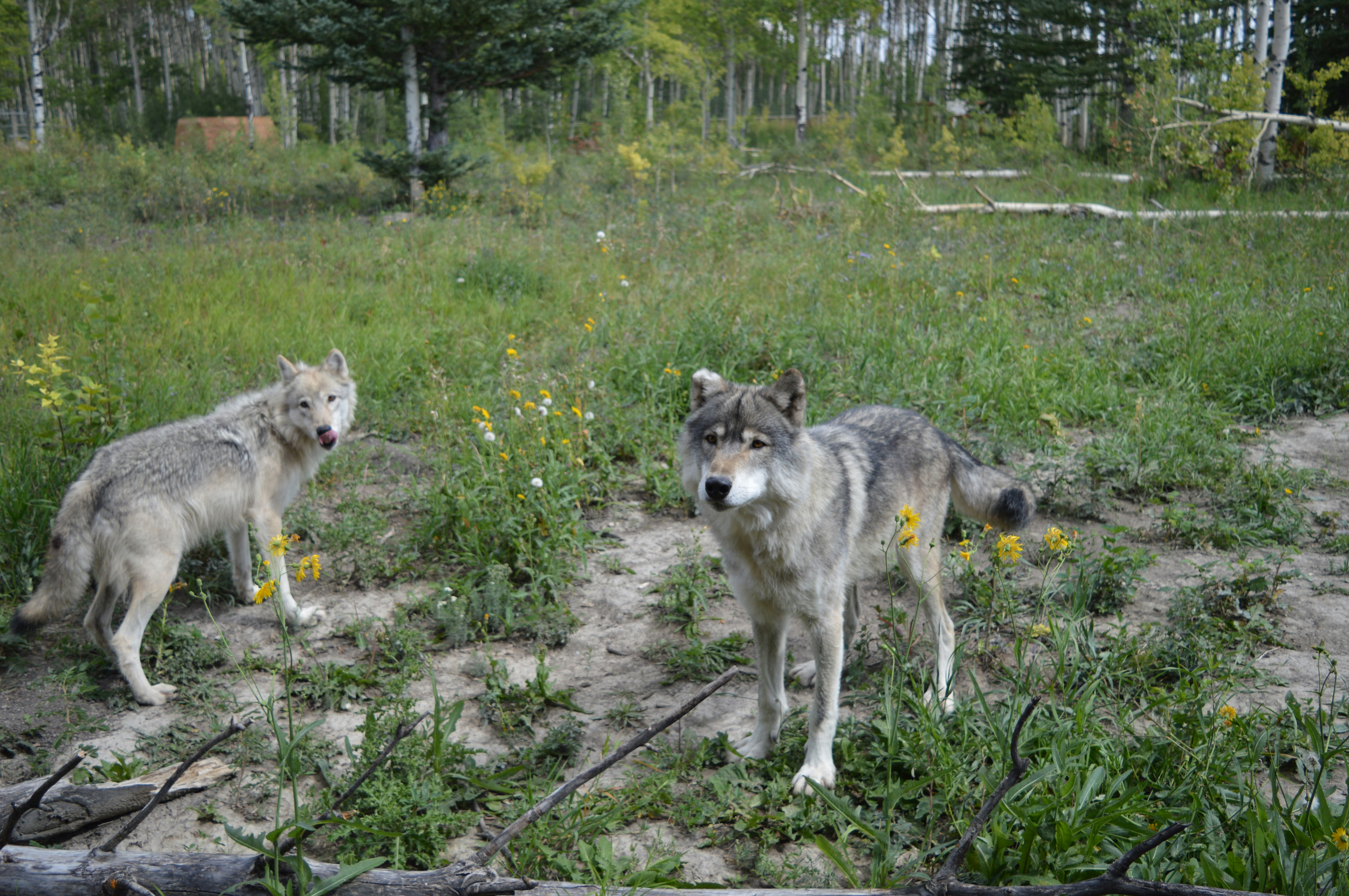New Study Questions Wolves' Impact on Yellowstone Ecosystem