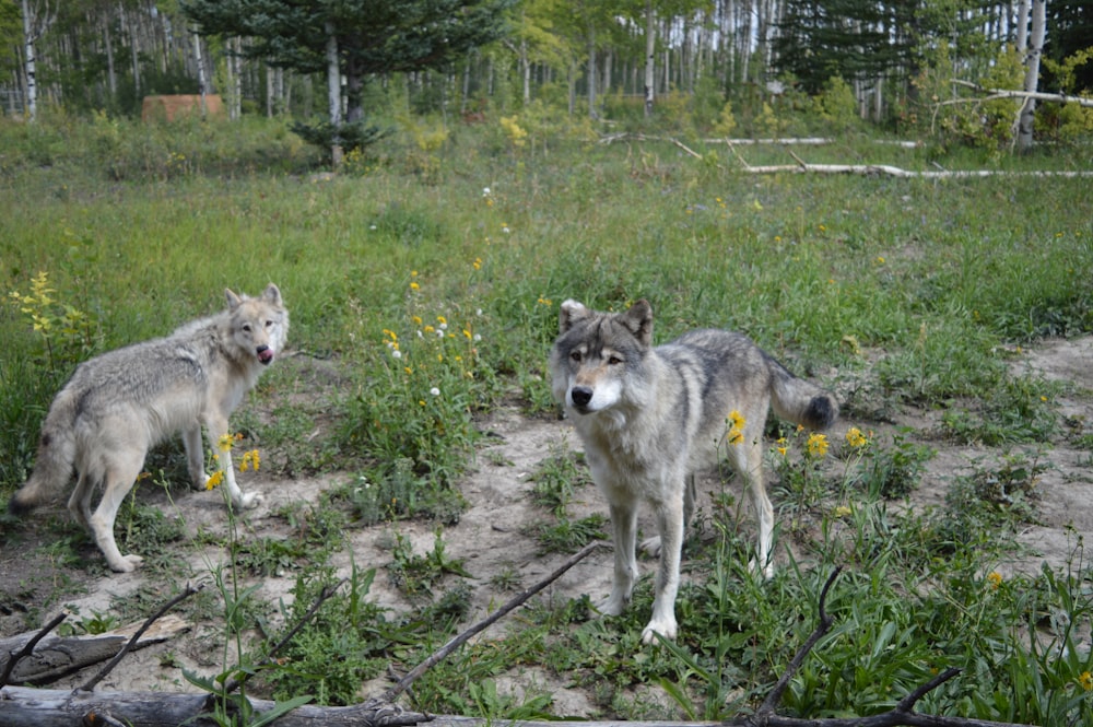 two gray wolfs standing in a grassy field