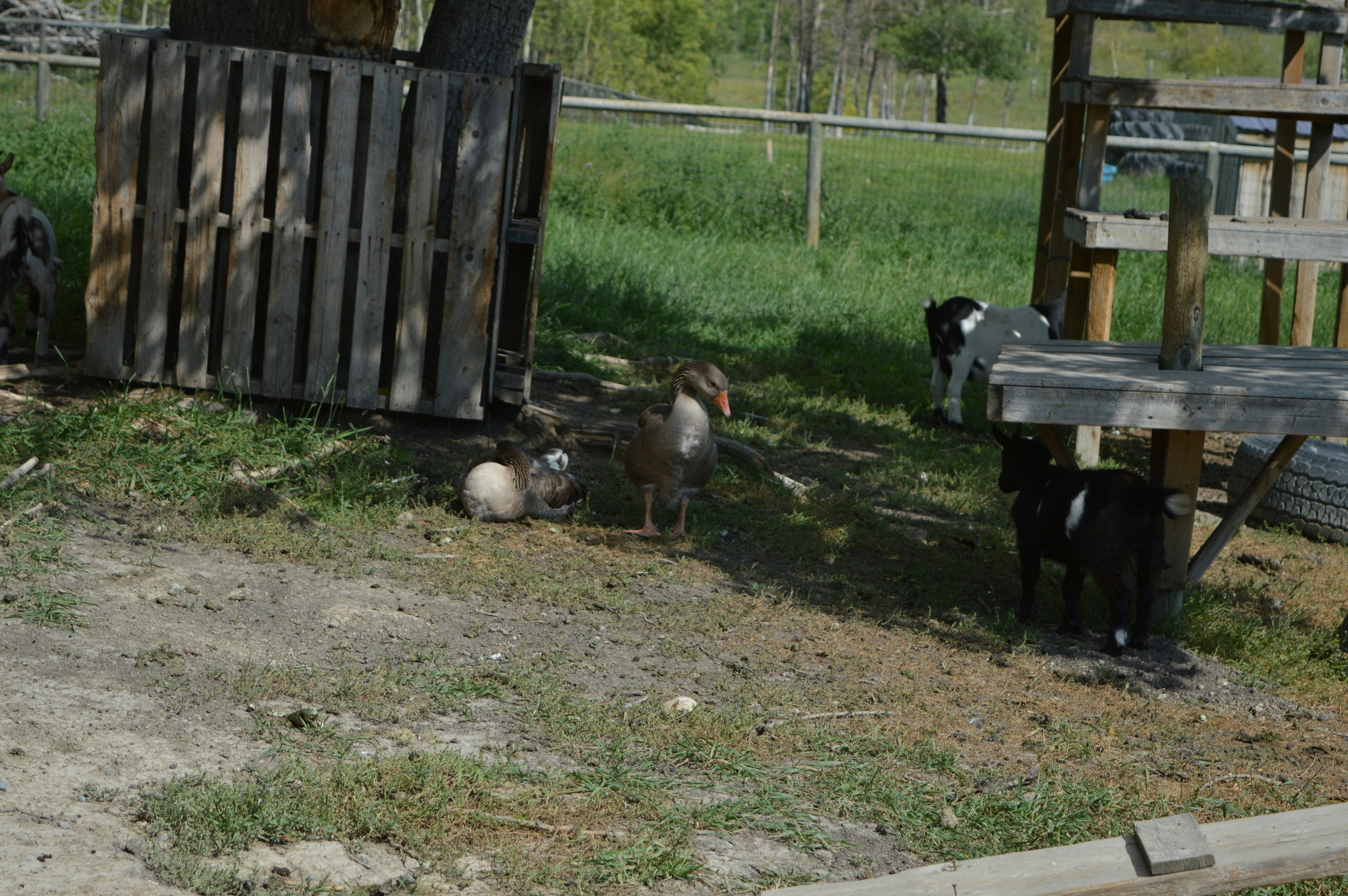 a group of animals that are standing in the grass