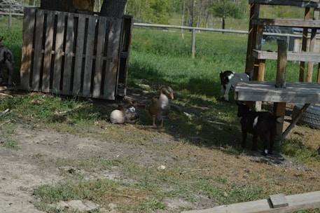 In a rural outdoor setting, several goats are scattered around, near a makeshift wooden shelter and a wooden pallet. A duck is present among the animals, next to two lying ducks. The environment is grassy with patches of dirt and surrounded by wooden fencing.