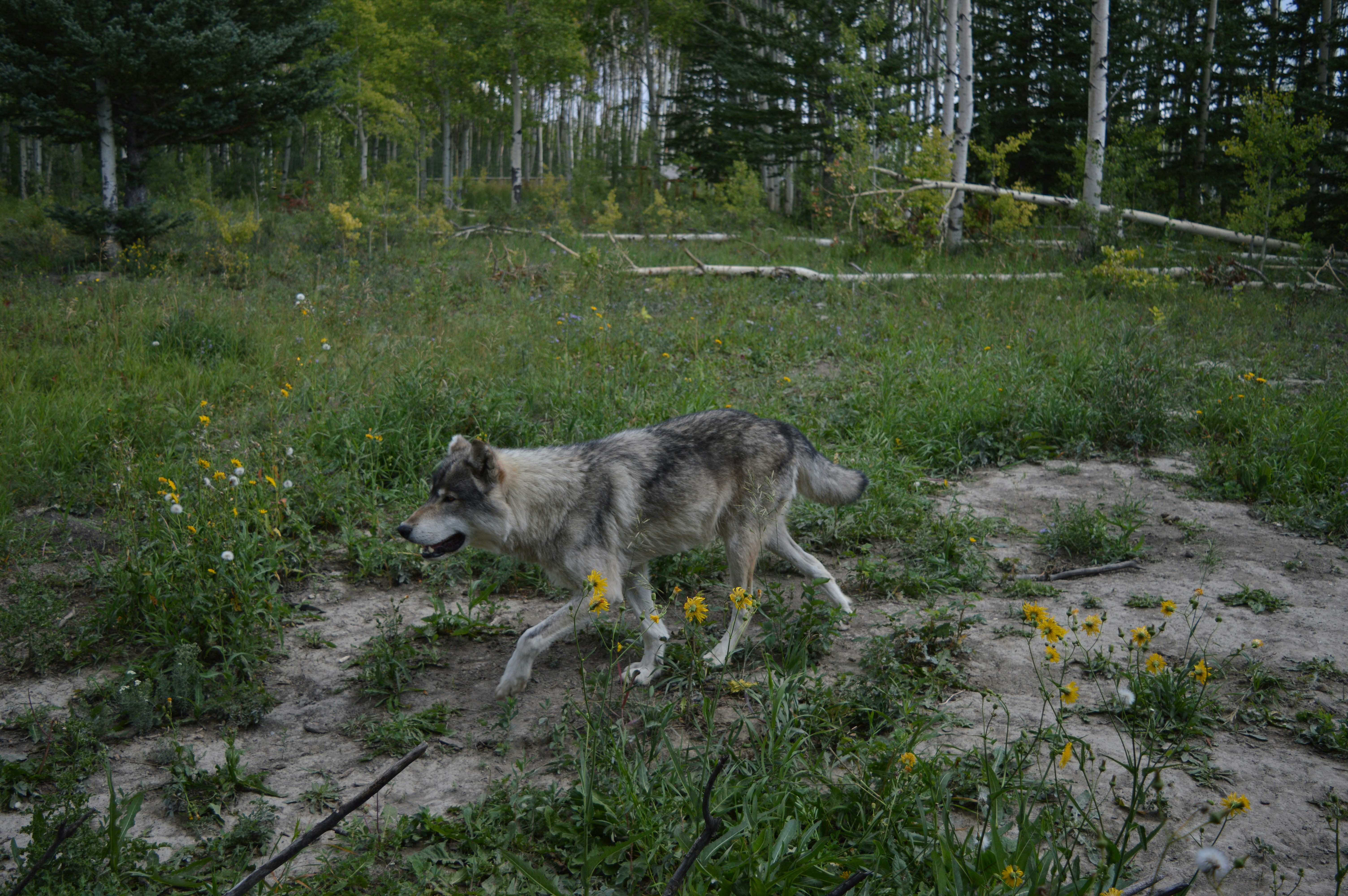 Gray Wolves in Yellowstone National Park (image credits: unsplash)