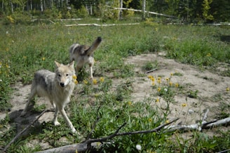 Two wolves are seen wandering in a lush, green forest clearing with scattered wildflowers and fallen branches. The surroundings suggest a peaceful, natural environment with dense woods and undergrowth.