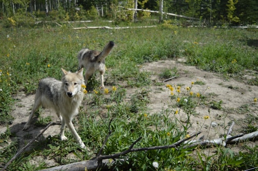 Two wolves are seen wandering in a lush, green forest clearing with scattered wildflowers and fallen branches. The surroundings suggest a peaceful, natural environment with dense woods and undergrowth.