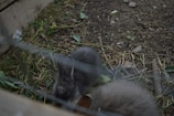 A small, grey rabbit is enclosed in a fenced area with grass, soil, and some wooden planks. Leaves and small rocks are scattered around the environment, adding to the naturalistic setting.