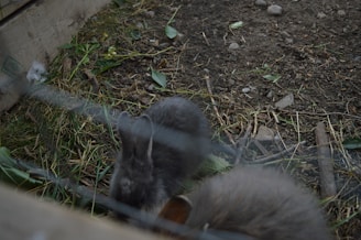 A small, grey rabbit is enclosed in a fenced area with grass, soil, and some wooden planks. Leaves and small rocks are scattered around the environment, adding to the naturalistic setting.
