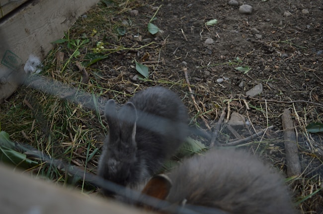A small, grey rabbit is enclosed in a fenced area with grass, soil, and some wooden planks. Leaves and small rocks are scattered around the environment, adding to the naturalistic setting.