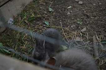 A small, grey rabbit is enclosed in a fenced area with grass, soil, and some wooden planks. Leaves and small rocks are scattered around the environment, adding to the naturalistic setting.