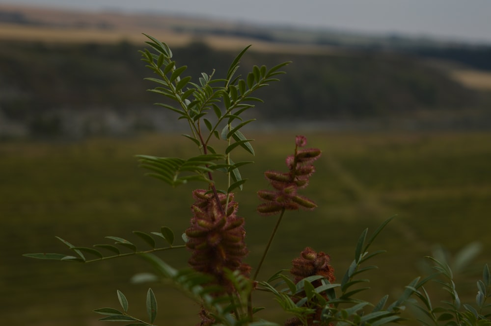 a close up of a plant with a field in the background