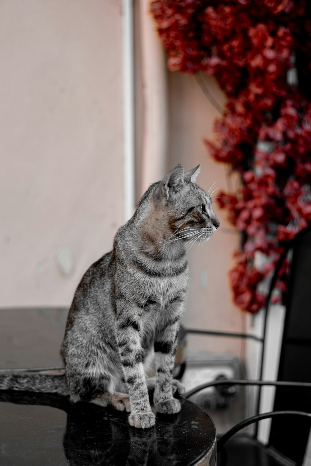 a cat sitting on top of a black table