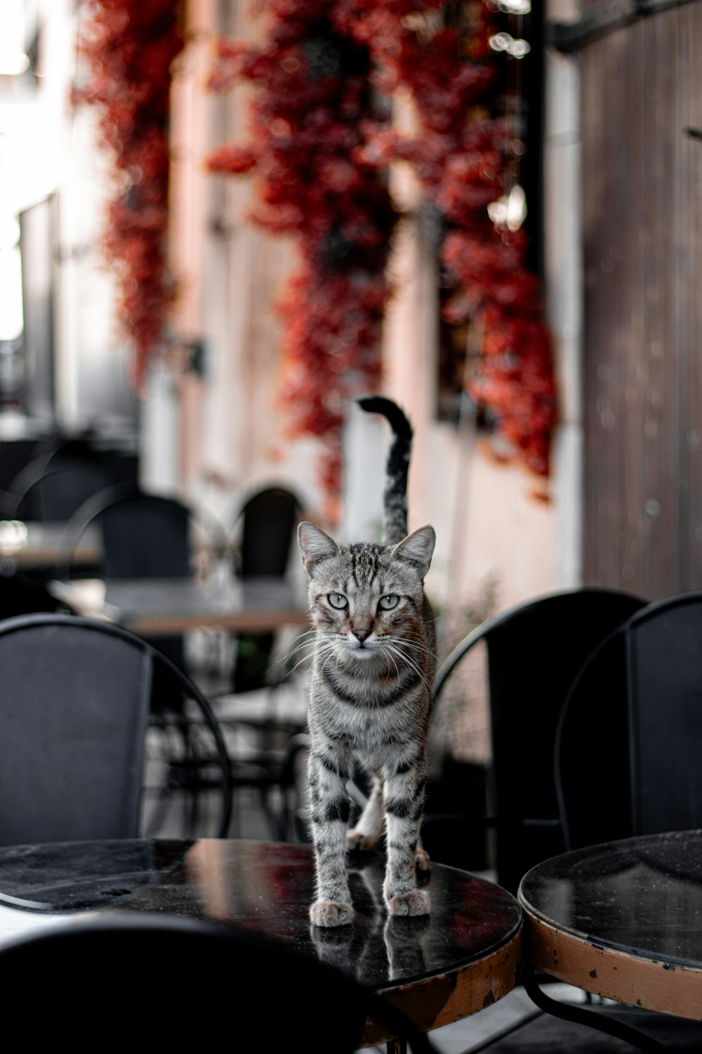 a cat standing on top of a black table