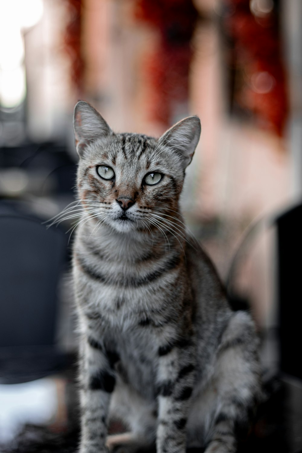 a cat that is sitting on a table