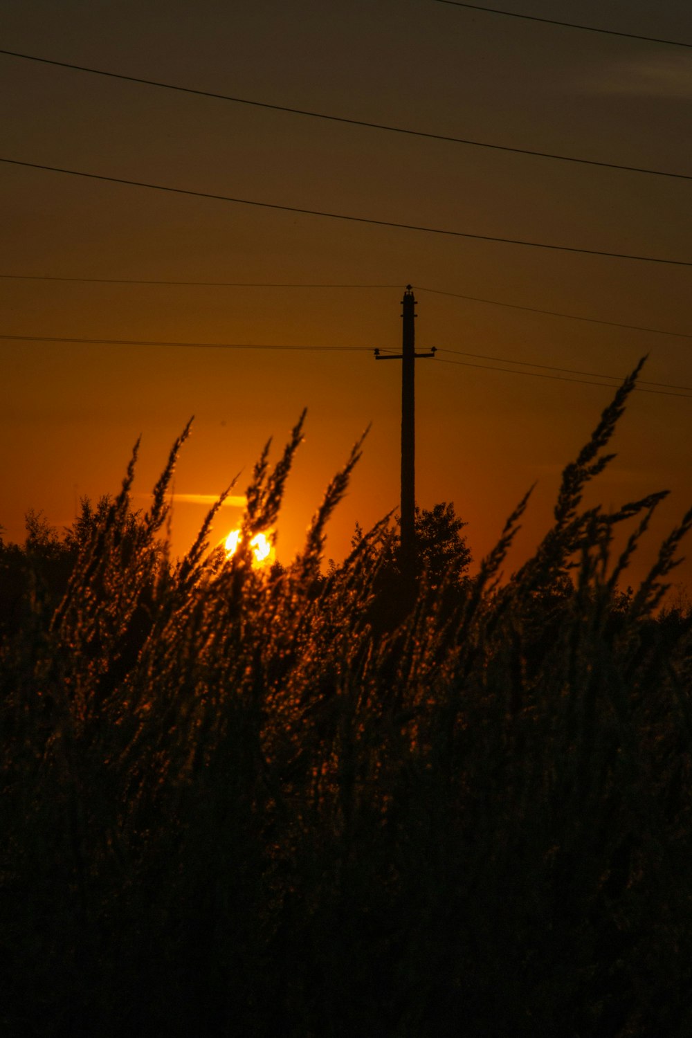 the sun is setting over a field of tall grass