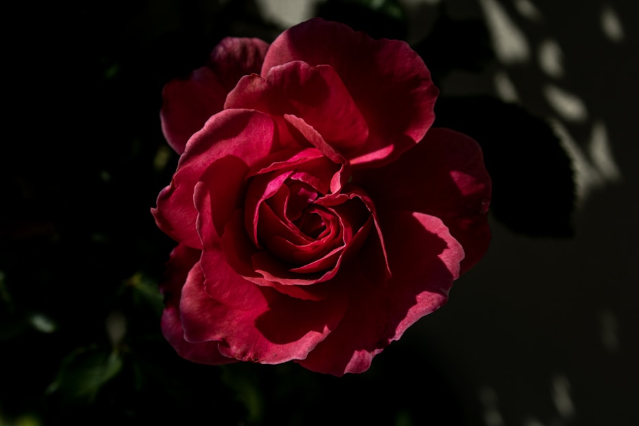 A deep red rose in full bloom is highlighted against a dark, shadowy background, with detailed petals and subtle natural textures.